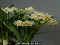 灵璧县梵以服装店