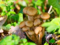 灵璧县梵以服装店